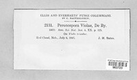 Peronospora violae image